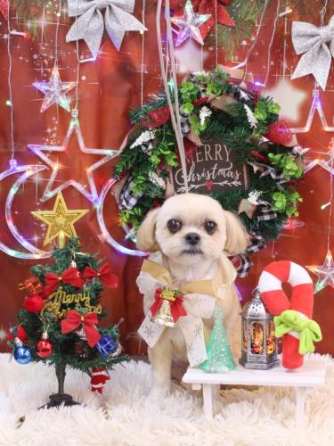 20231213モカちゃん